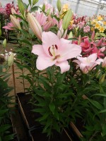 [4225 Rubiano No01.JPG]